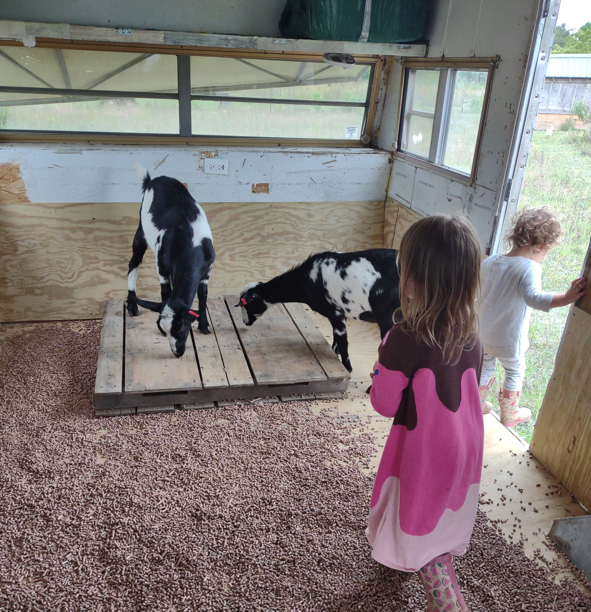Kids with goats in a 1968 Shasta converted into a goat shed.