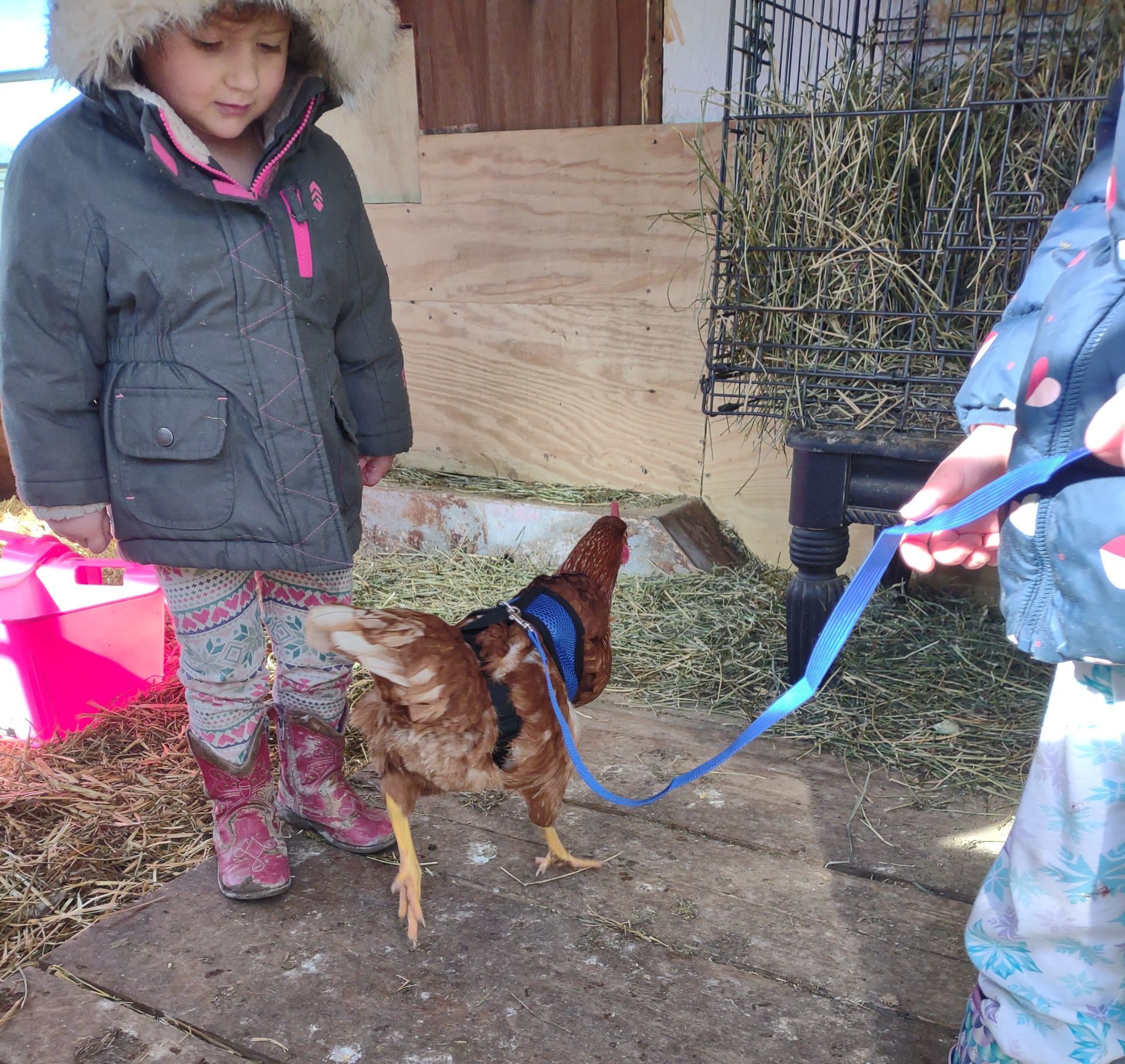 Kids with a chicken on a leash