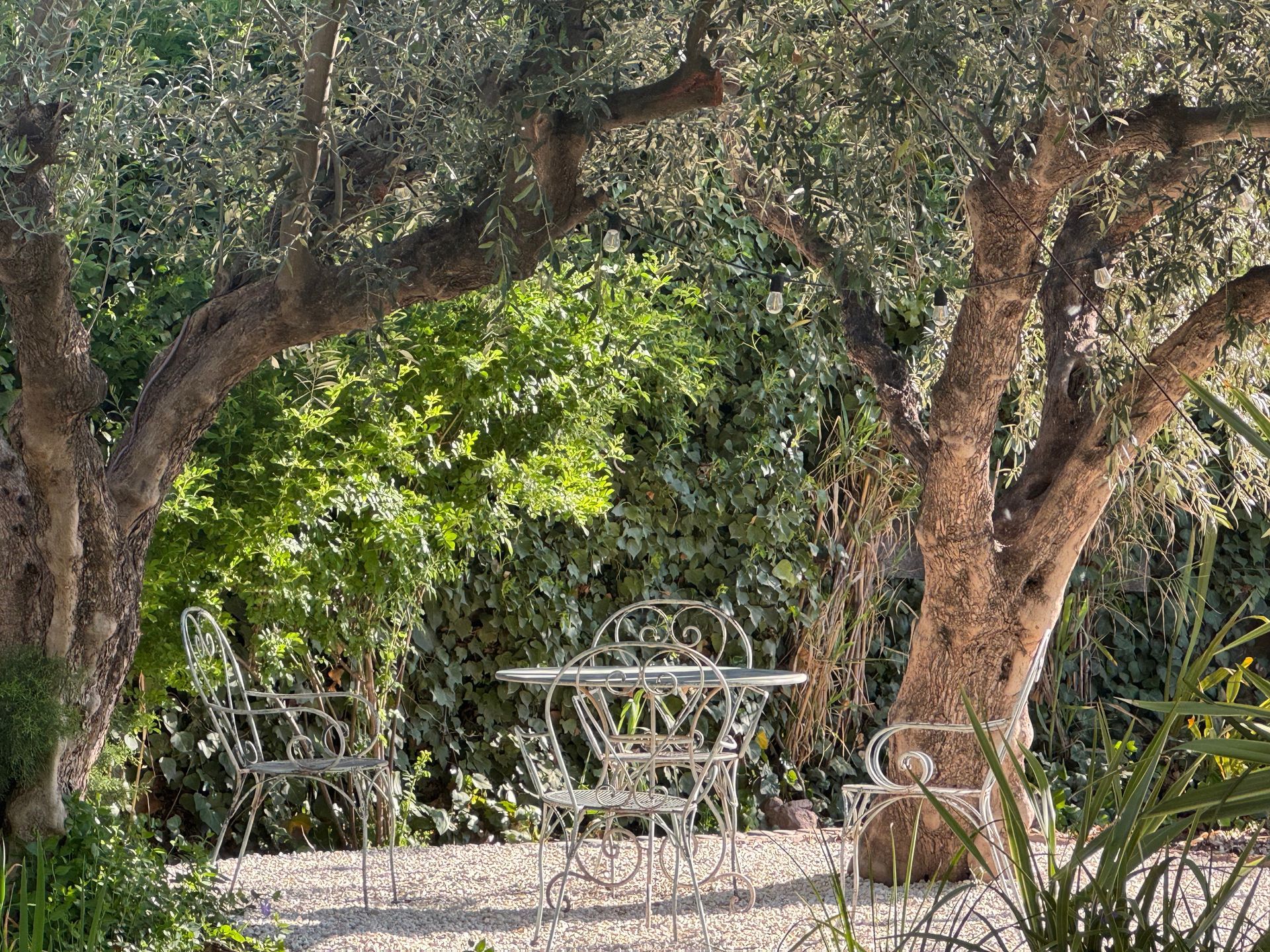 Metal patio set under olive trees in a sunny garden.
