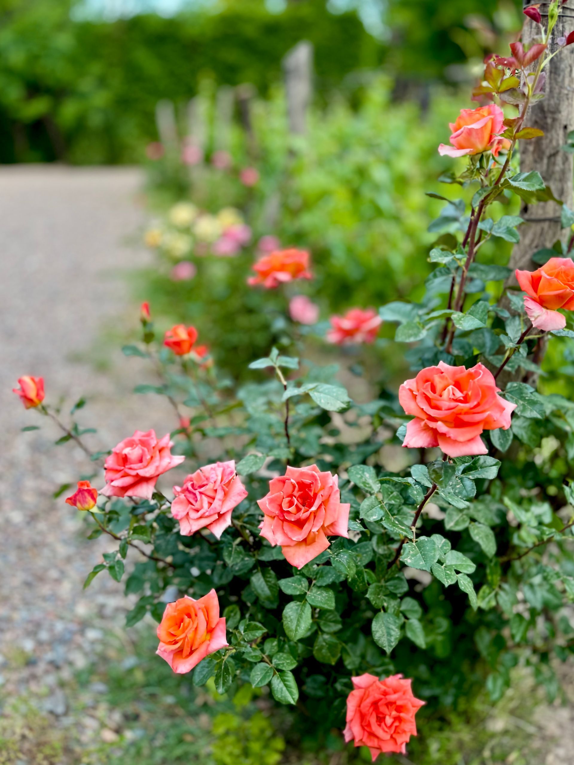 Coral roses blooming along a gravel path in a garden.