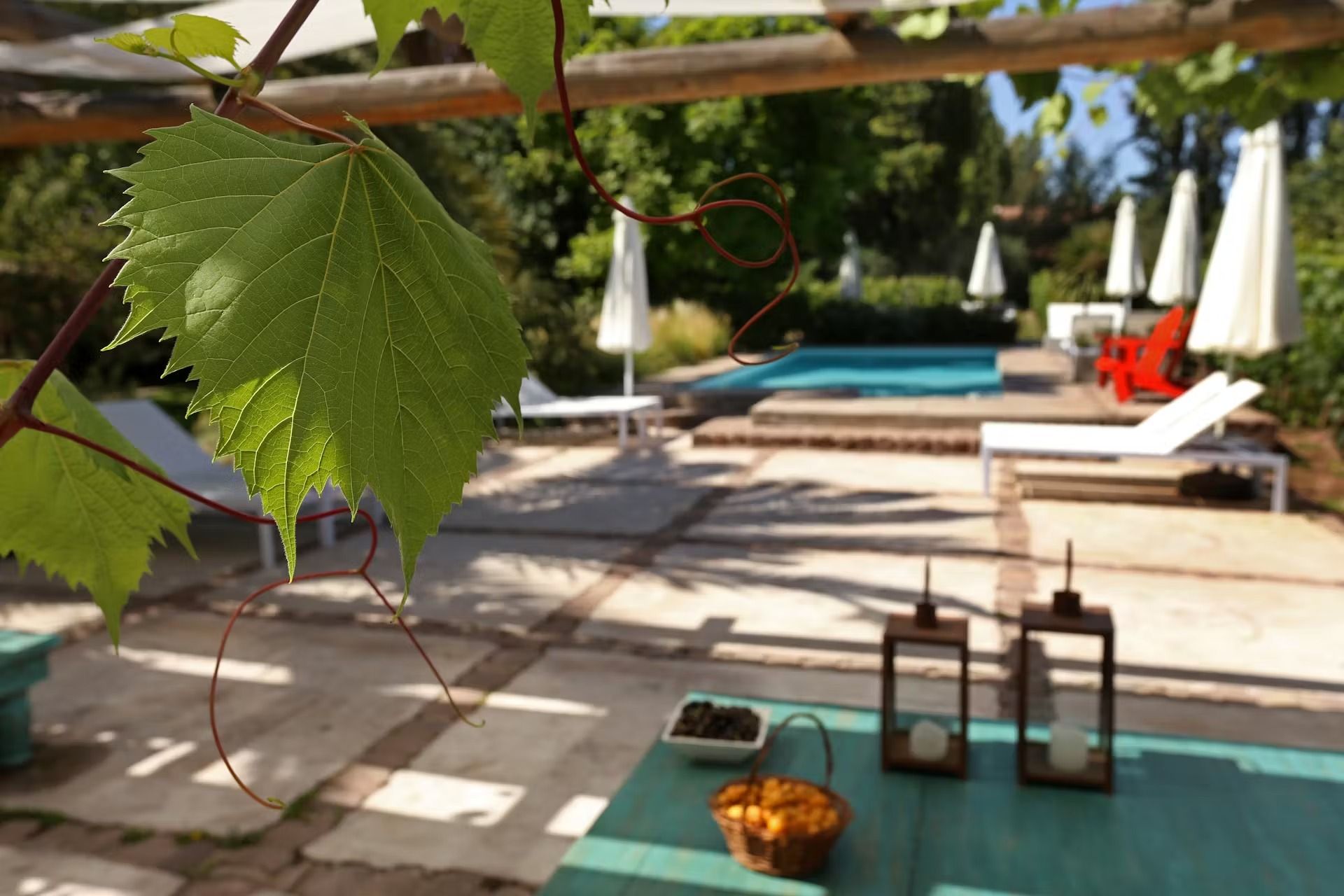 Close-up of green grape leaf with a pool and lounge chairs in the background.