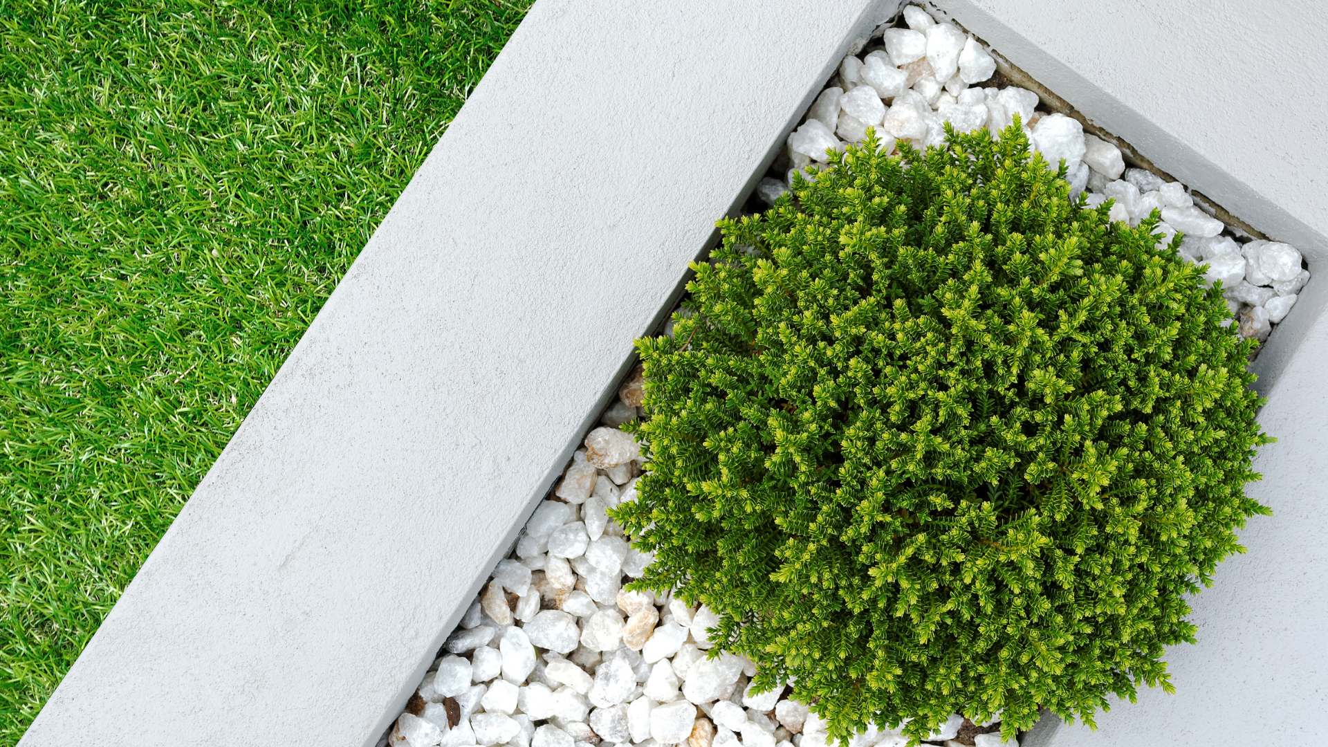 A small green plant is growing in a pile of white gravel.