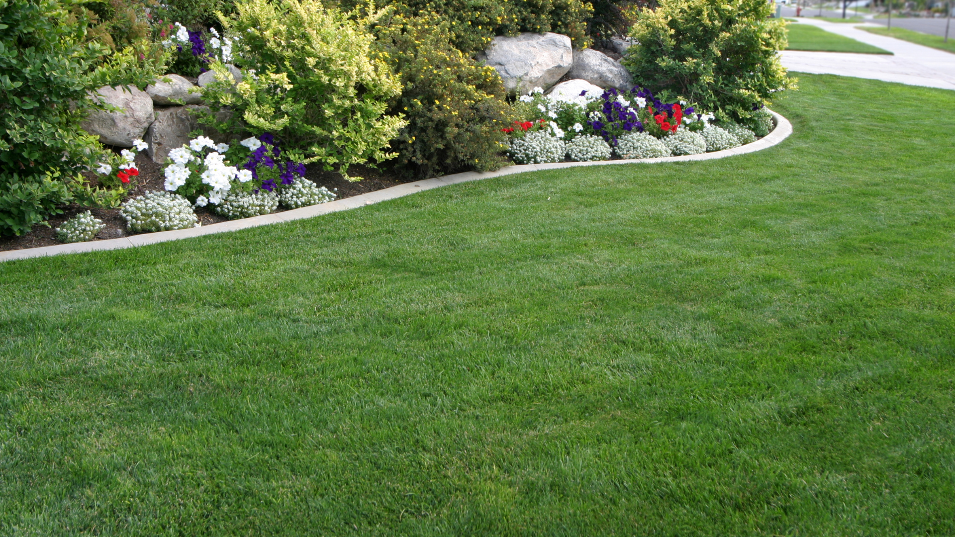 A lush green lawn with flowers and bushes in the background.