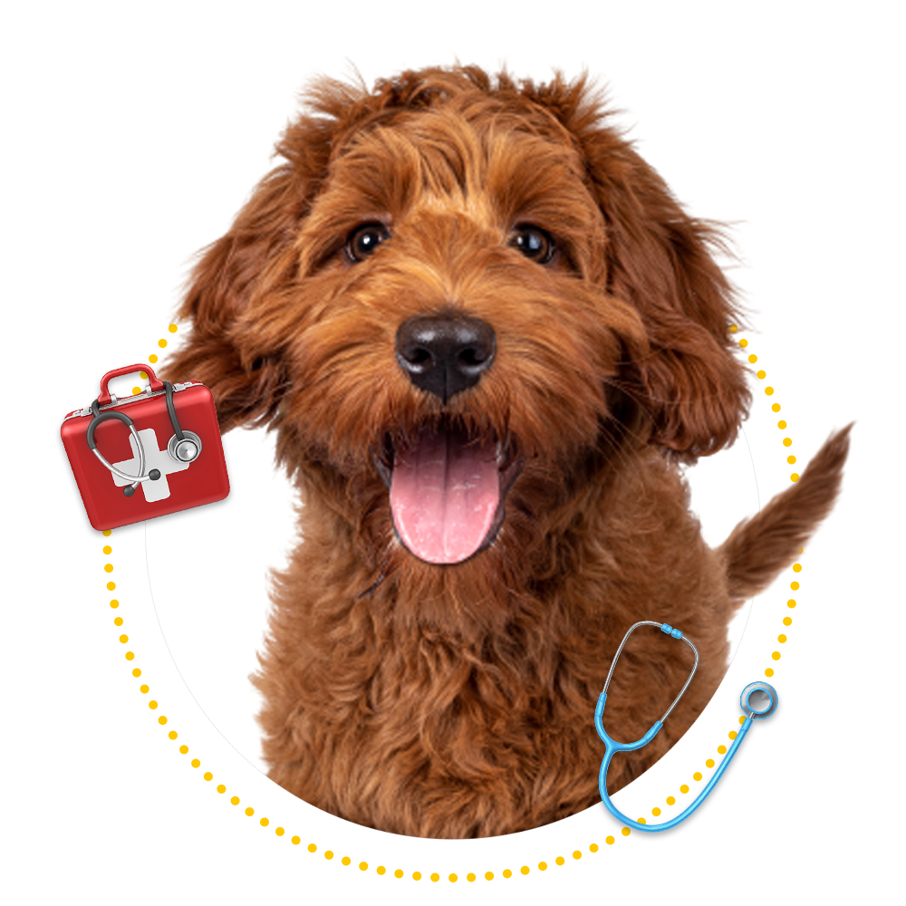 Domestic And Exotic Pet Care Springfield, MO Sunshine Animal Hospital