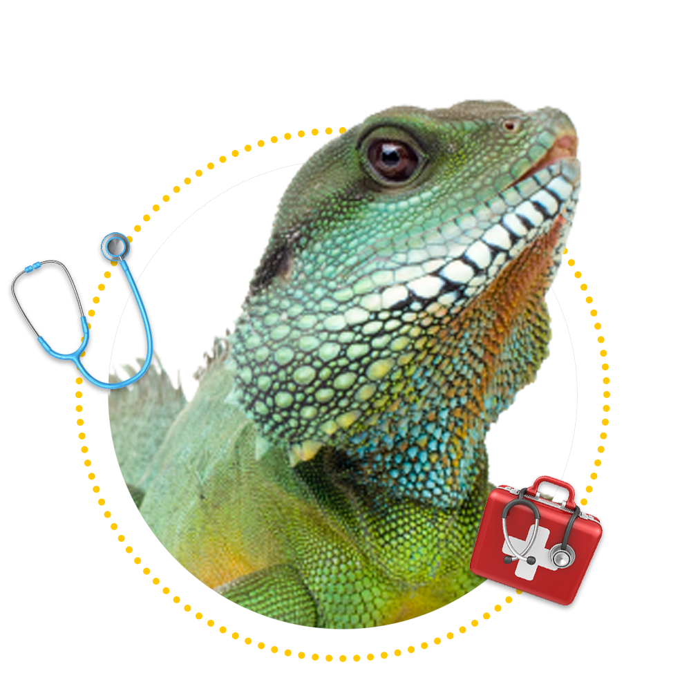 Domestic And Exotic Pet Care Springfield, MO Sunshine Animal Hospital