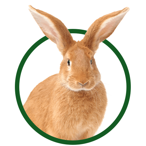 Rabbit — Springfield, MO — Sunshine Animal Hospital