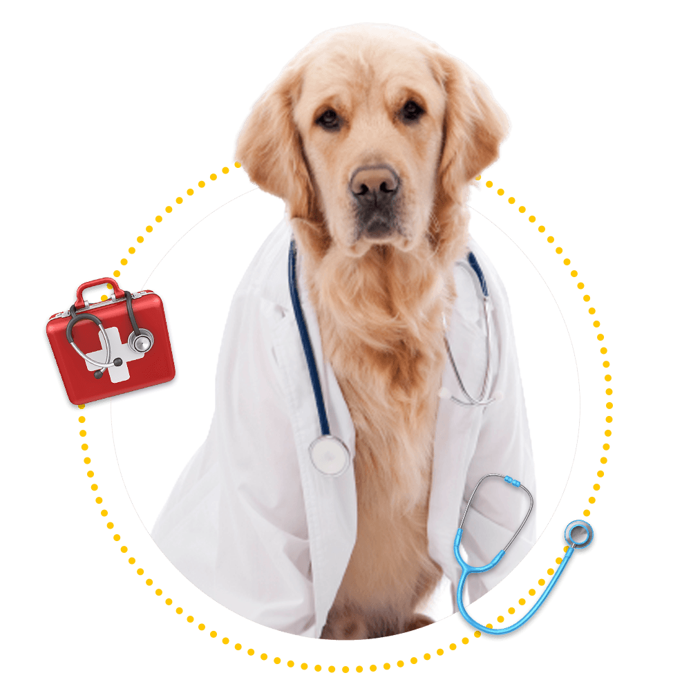 Dog Wearing Lab Gown and Stethoscope — Springfield, MO — Sunshine Animal Hospital Dog Wearing Lab Gown and Stethoscope — Springfield, MO — Sunshine Animal Hospital