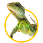 Gecko — Springfield, MO — Sunshine Animal Hospital