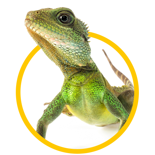 Gecko — Springfield, MO — Sunshine Animal Hospital