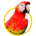 Parrot — Springfield, MO — Sunshine Animal Hospital