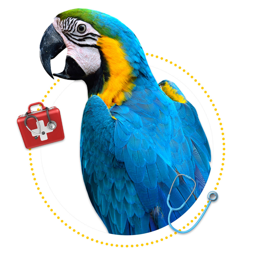 Healthy Parrot — Springfield, MO — Sunshine Animal Hospital Healthy Parrot — Springfield, MO — Sunshine Animal Hospital