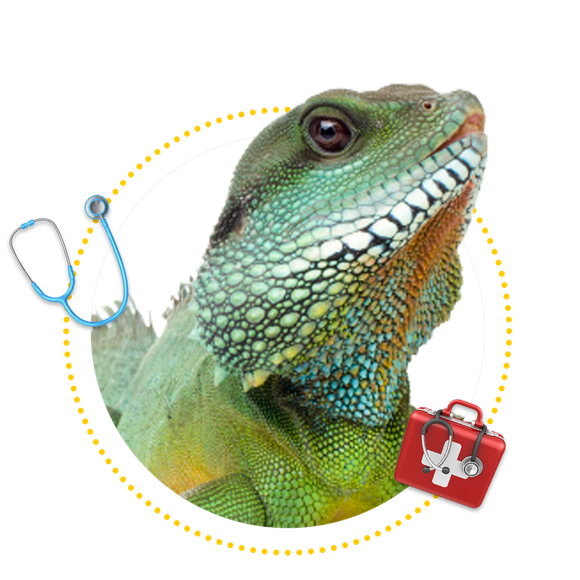Iguana — Springfield, MO — Sunshine Animal Hospital