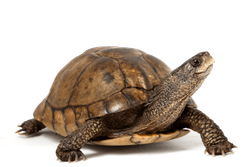 Turtle — Springfield, MO — Sunshine Animal Hospital