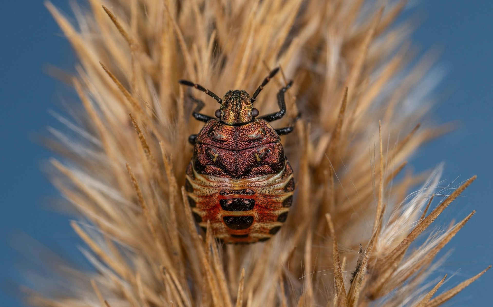 Colorful stink bug clinging to a dry, beige plant against a blue background.
