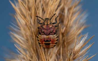 Colorful stink bug clinging to a dry, beige plant against a blue background.