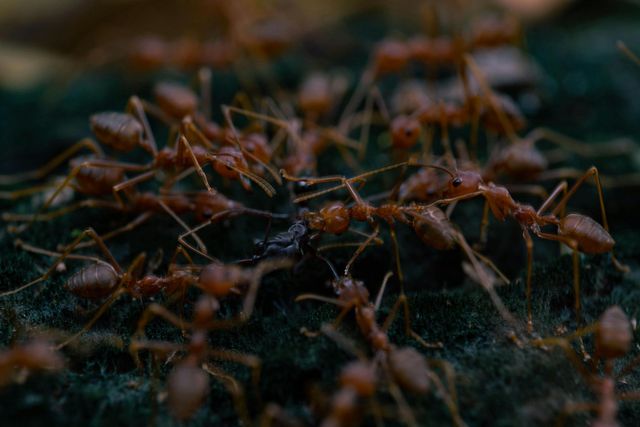 Red ants swarming around a dark object on a textured green surface.