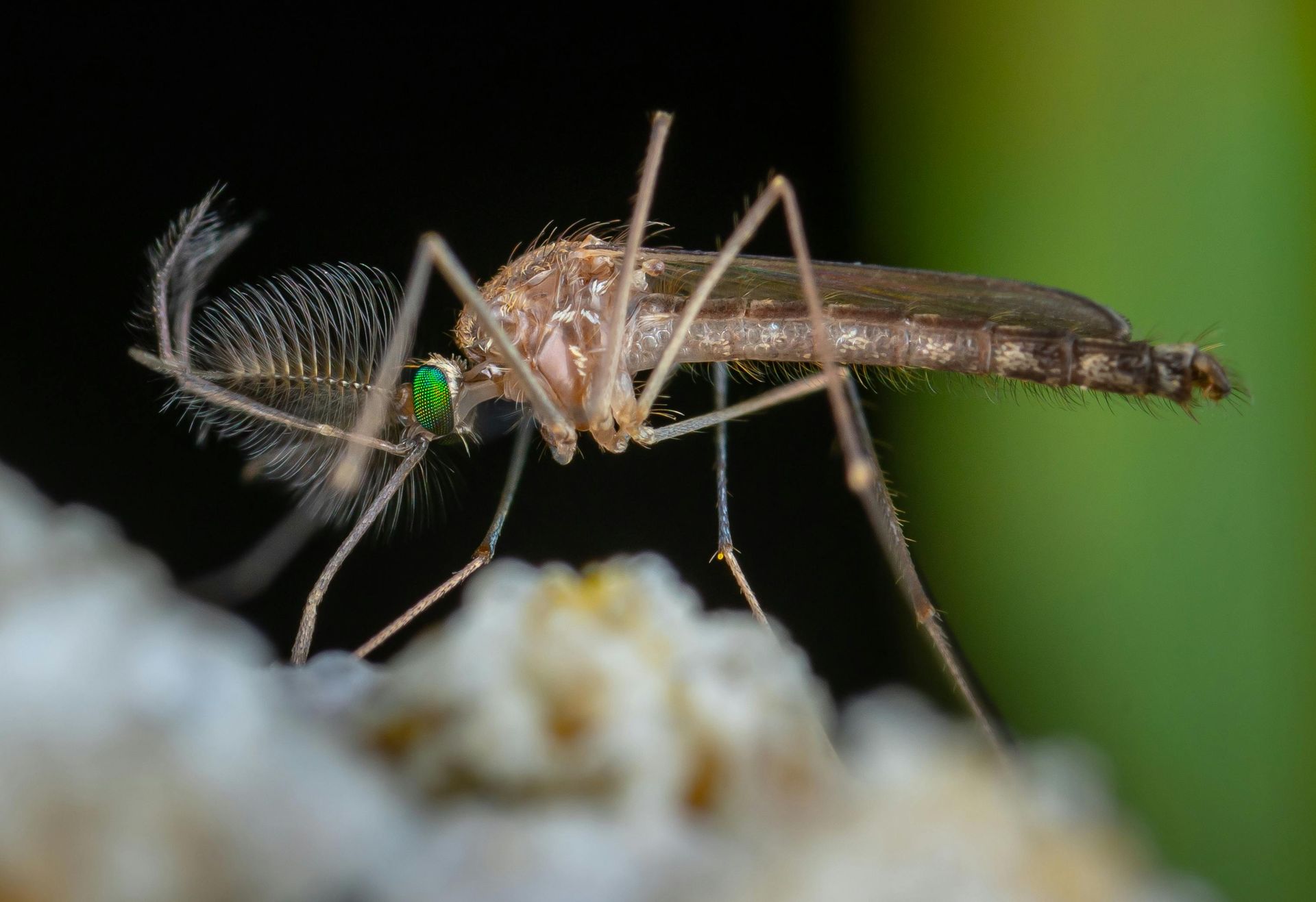 Close-up of a mosquito with long, feathery antennae and green eyes feeding on a white surface.