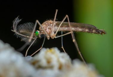 Close-up of a mosquito with long, feathery antennae and green eyes feeding on a white surface.