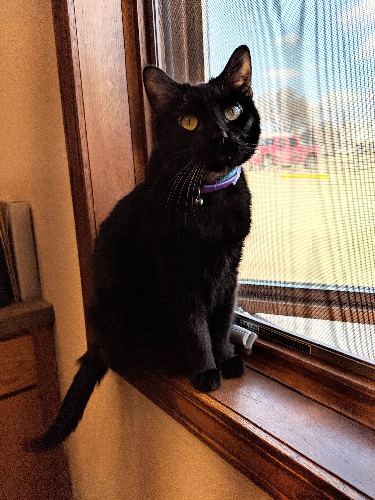 wiggles in a window