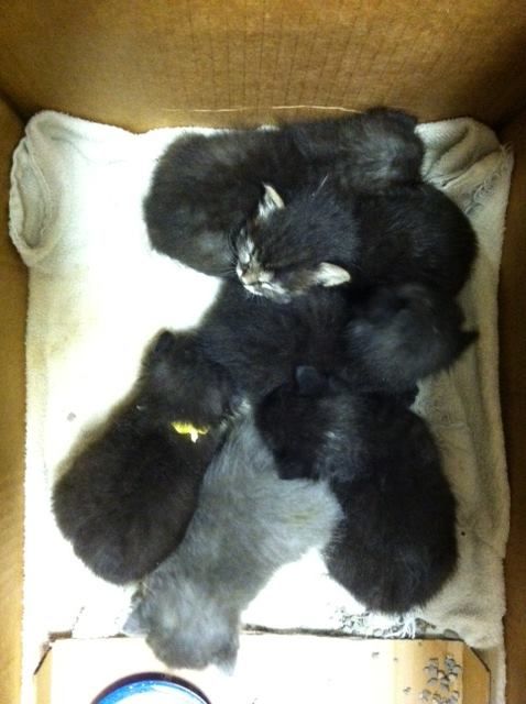 baby wiggles
