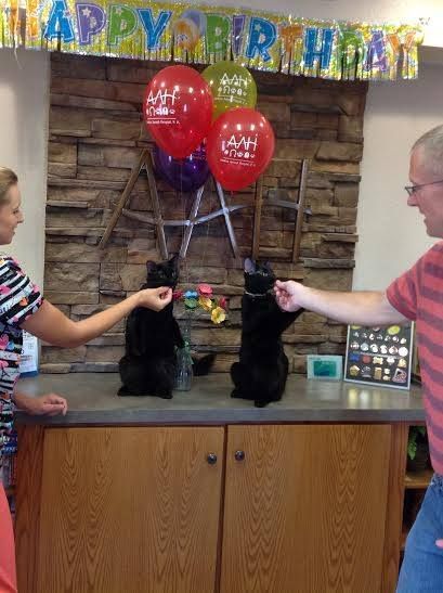 wiggles birthday party