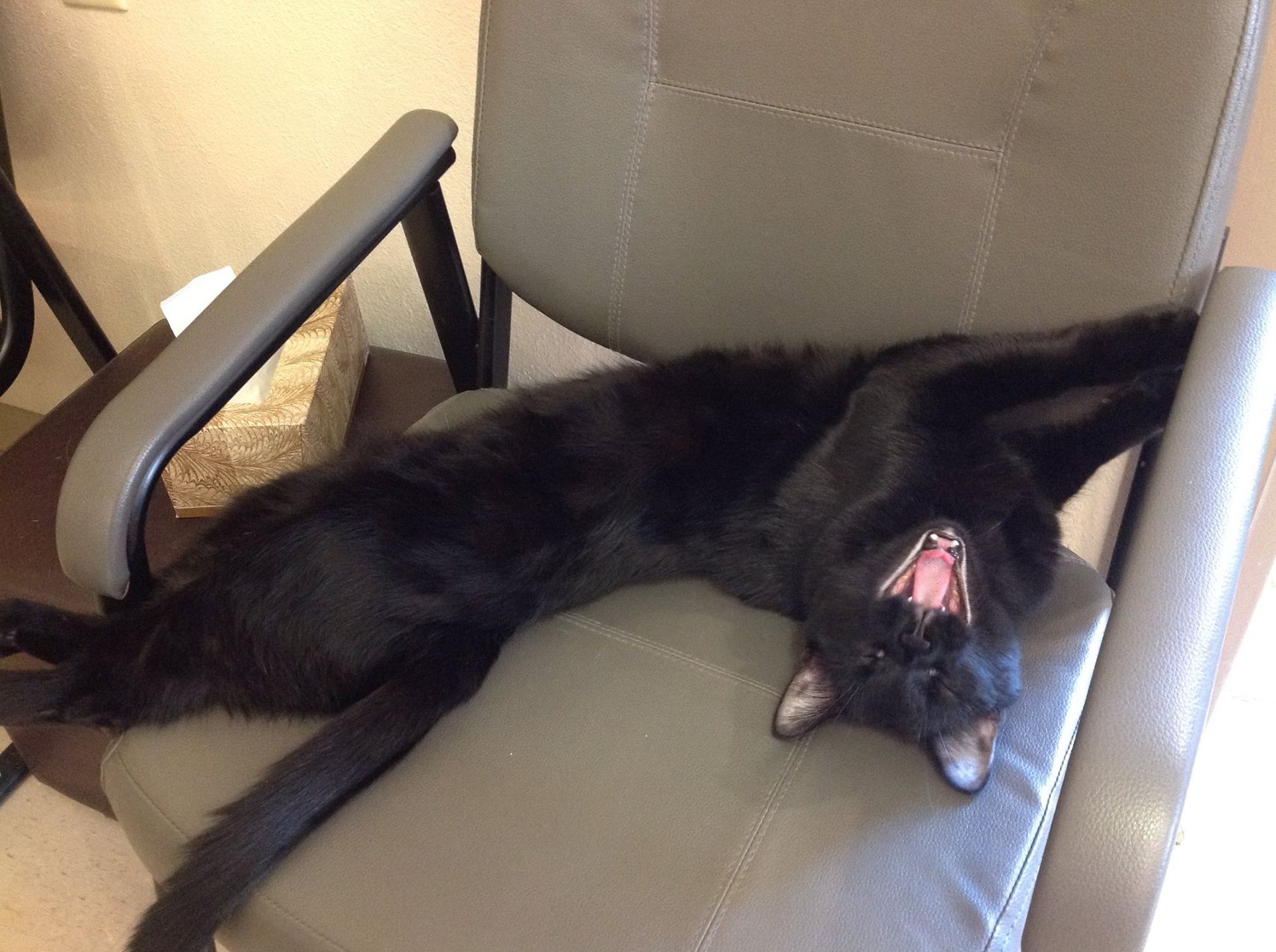 wiggles stretching on chair