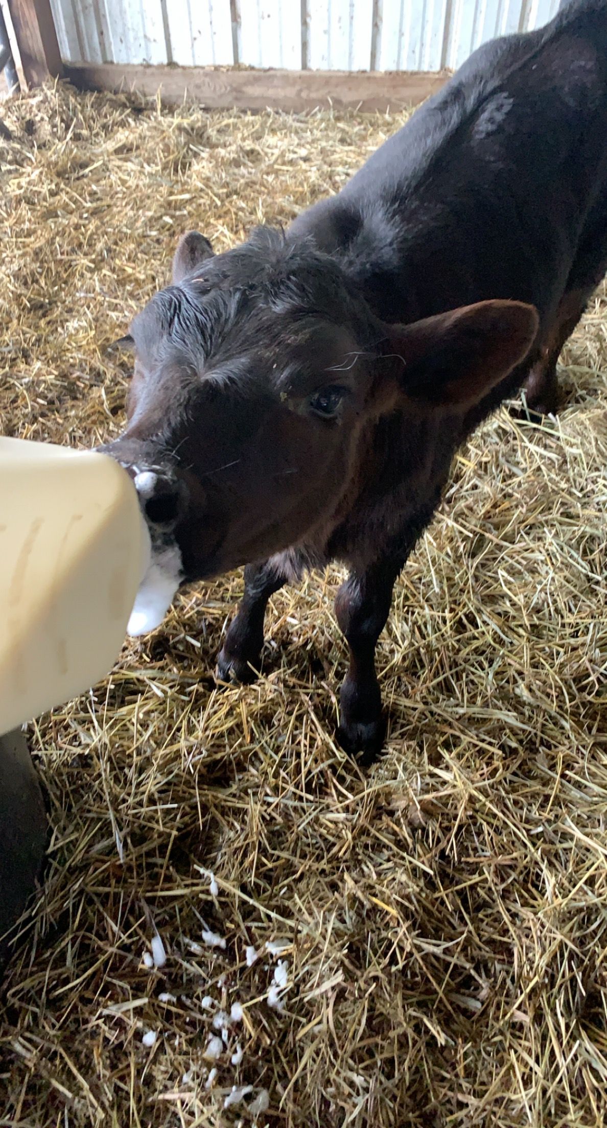 calf