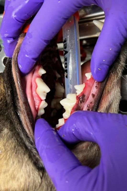after dental without plaque and tarter on canine teeth