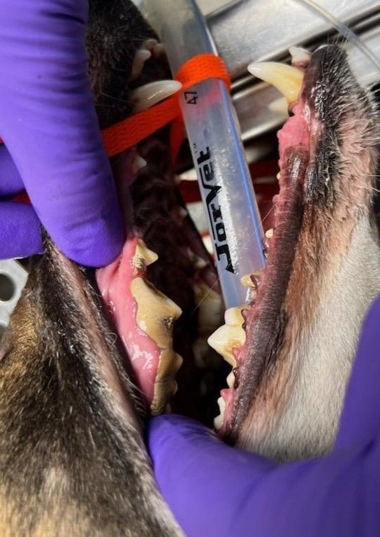 before dental with plaque and tartar build up on canine teeth