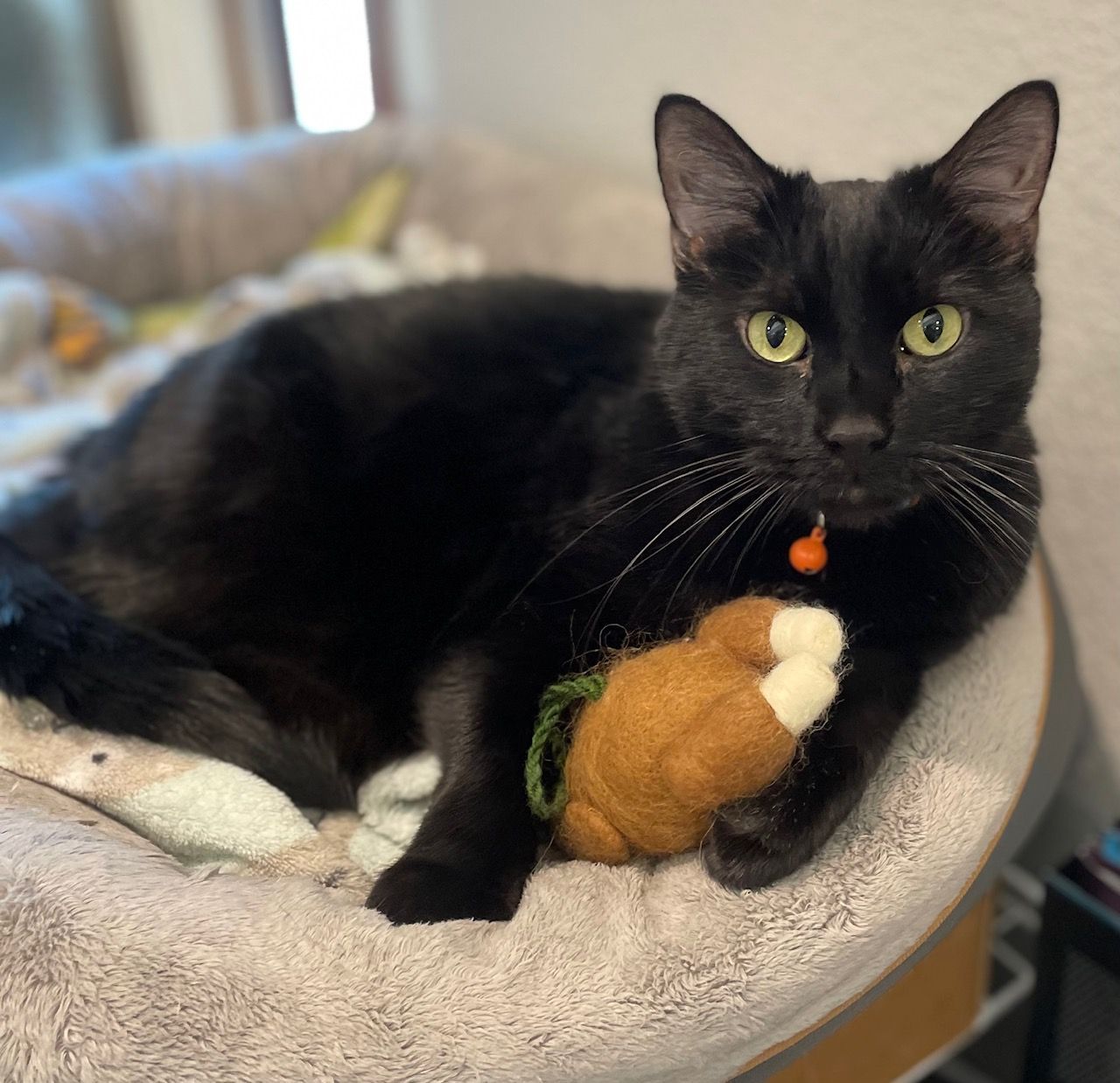 wiggles with a turkey toy
