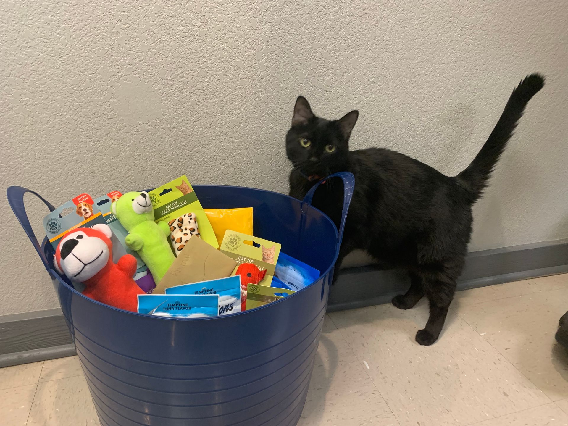 Wiggles with a bucket of dog toys