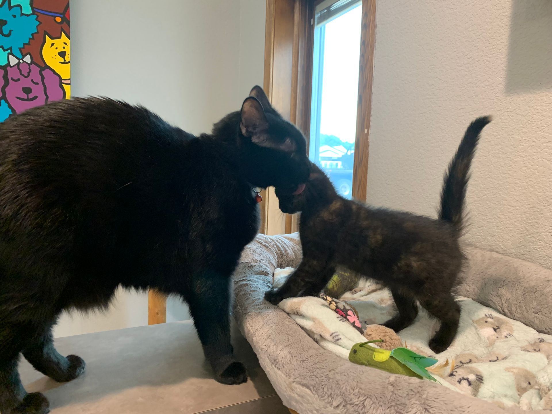 Wiggles sniffing a kitten