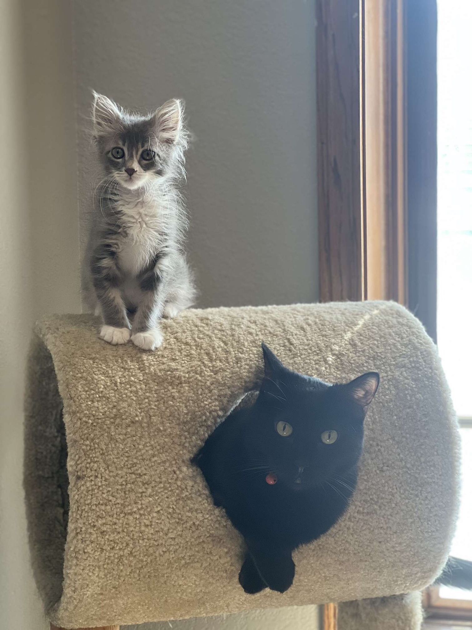 wiggles with a grey and white kitten