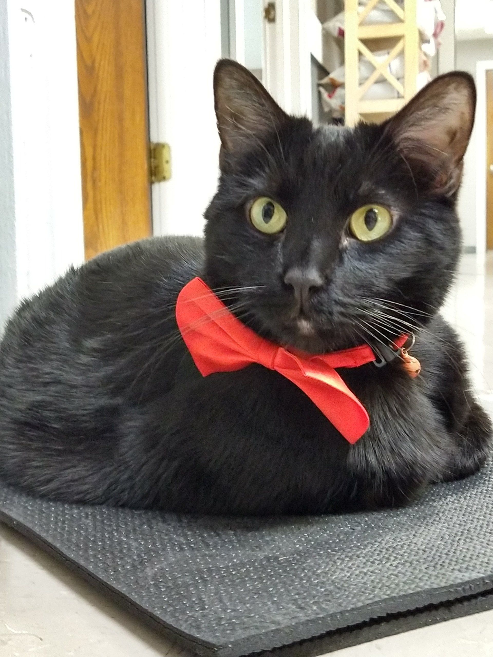 Wiggles with a red bowtie