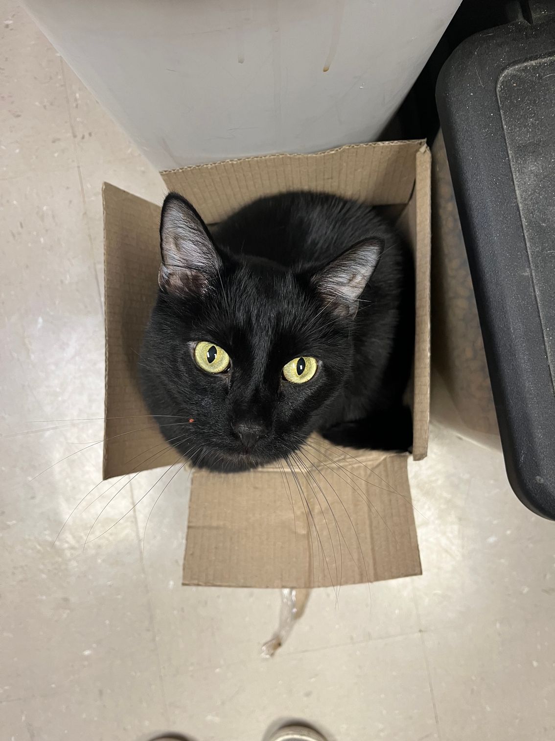 wiggles in a small box