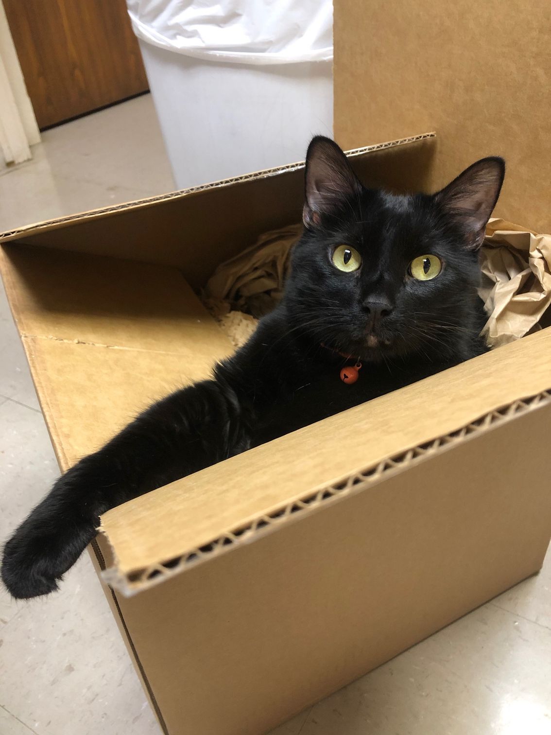 wiggles in a box
