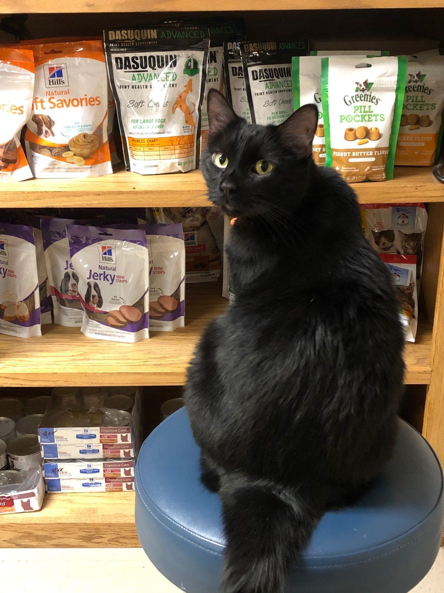 Wiggles admiring our selection of treats