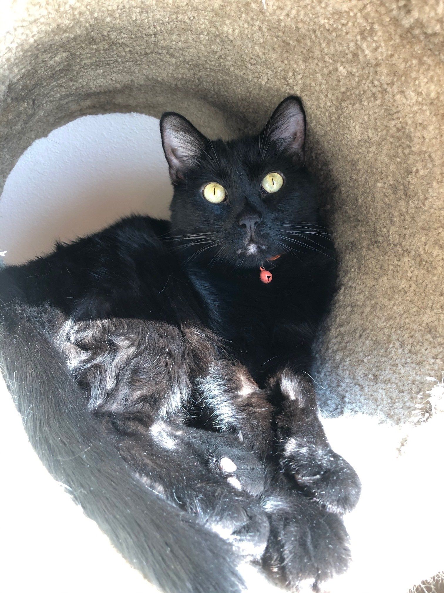 wiggles in a cat tree