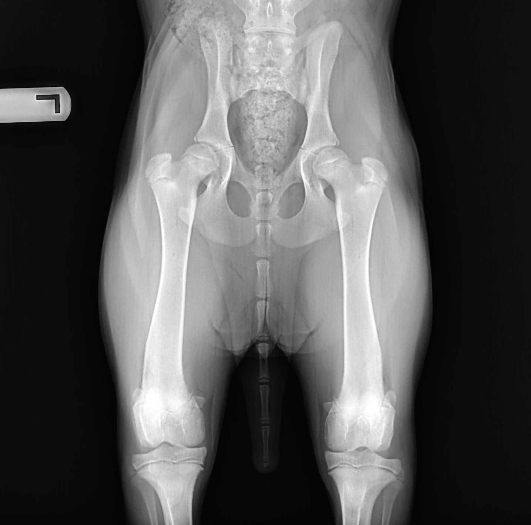 AAH hip radiograph example
