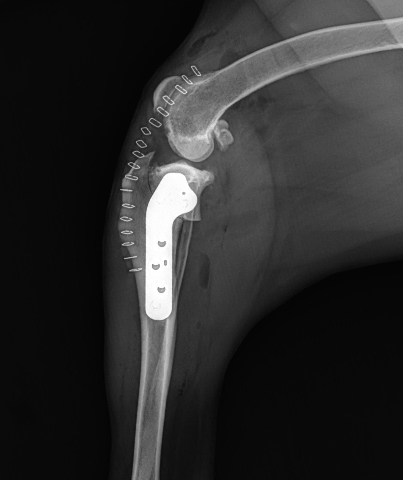AAH TPLO