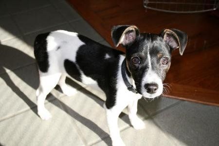 tater tot rankin- dog