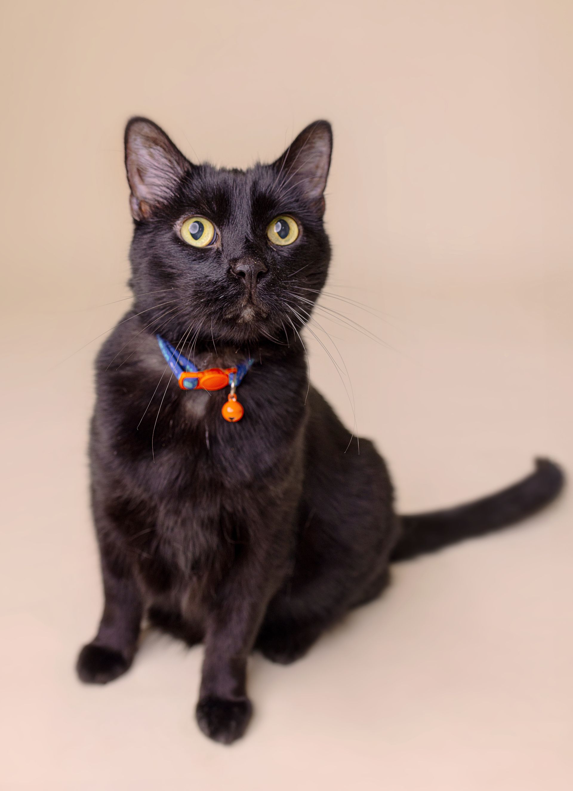 wiggles professional picture