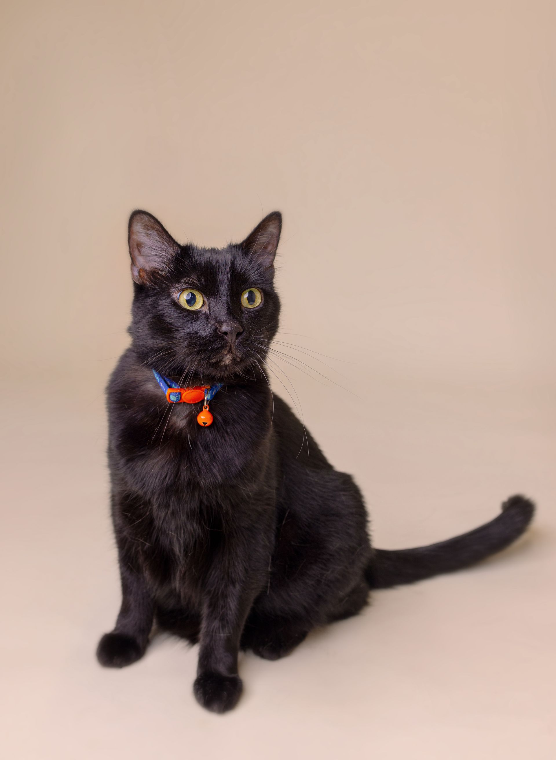 wiggles professional picture