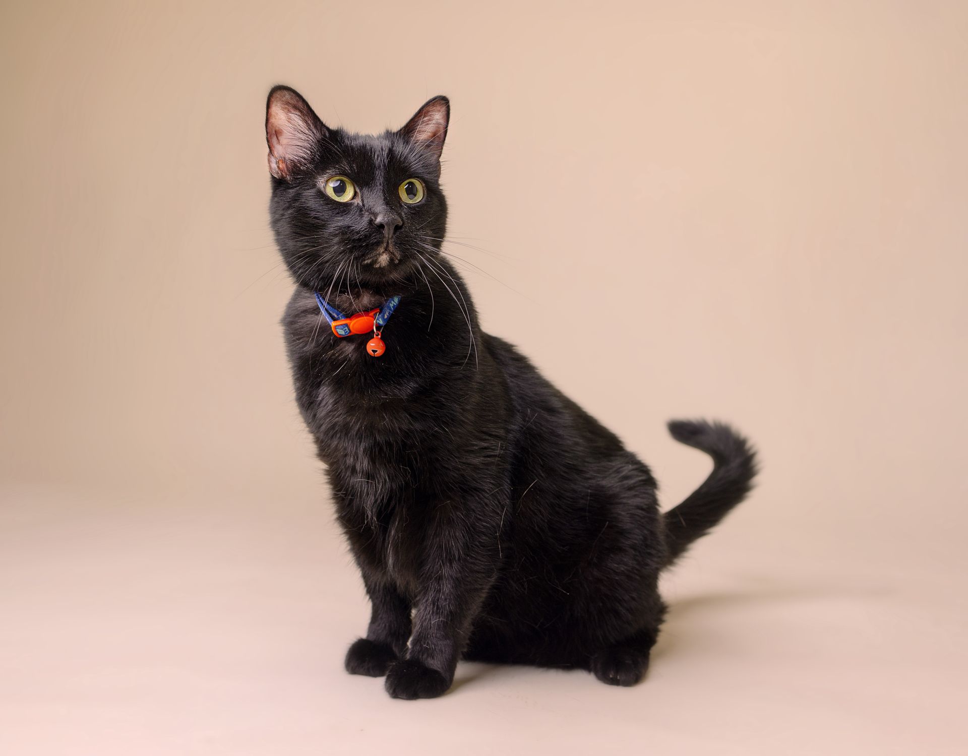 wiggles professional picture