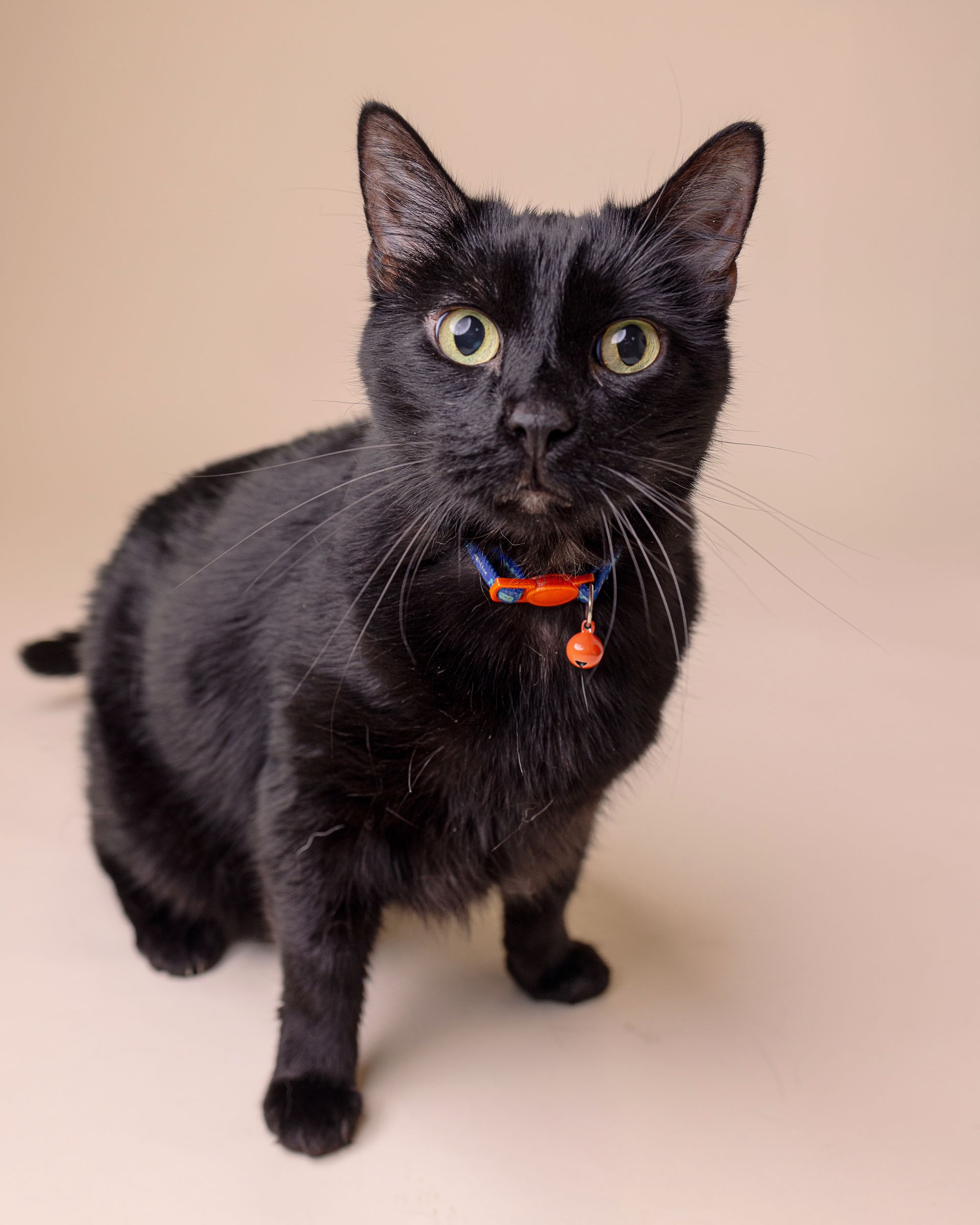 wiggles professional picture