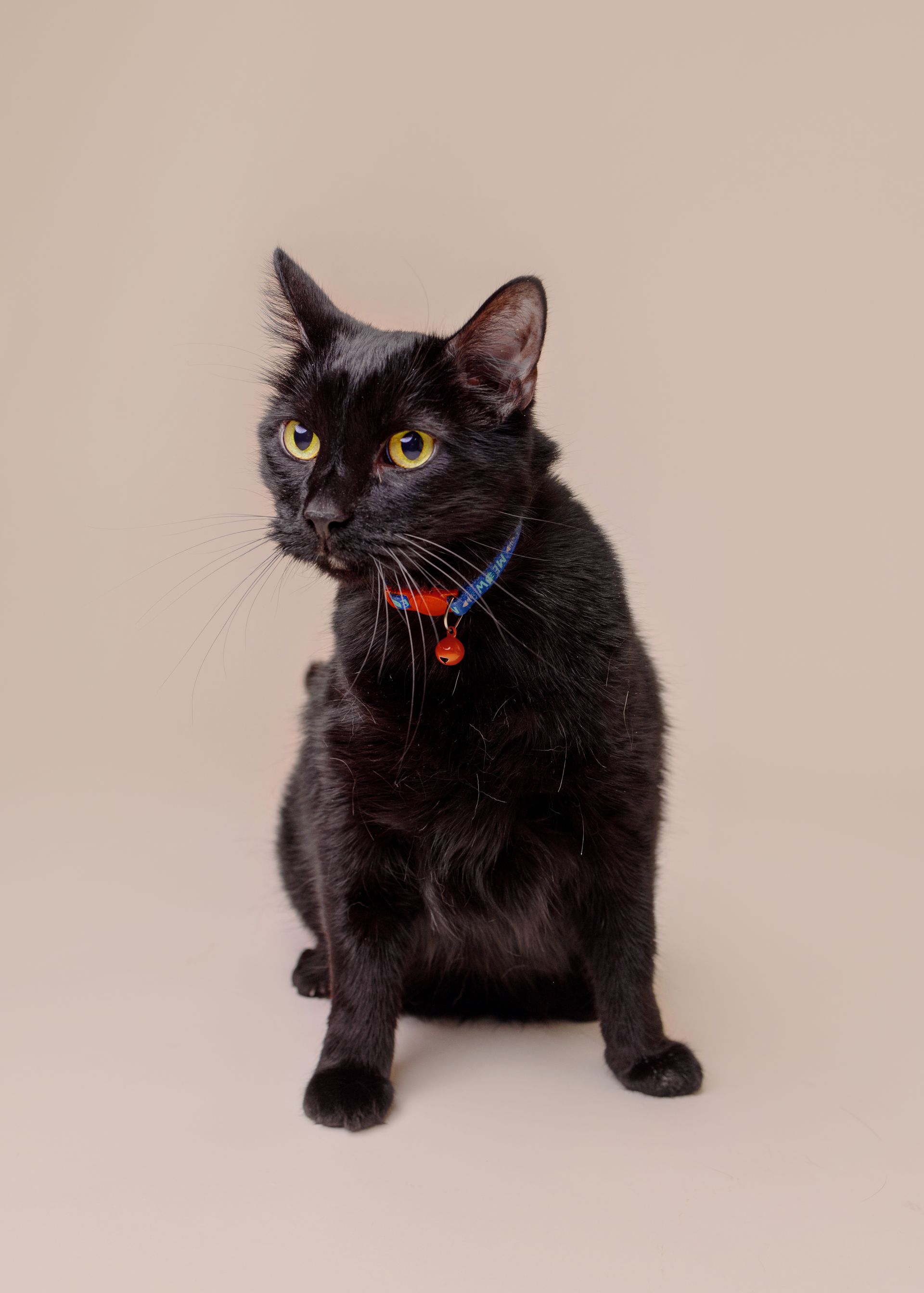 wiggles professional picture