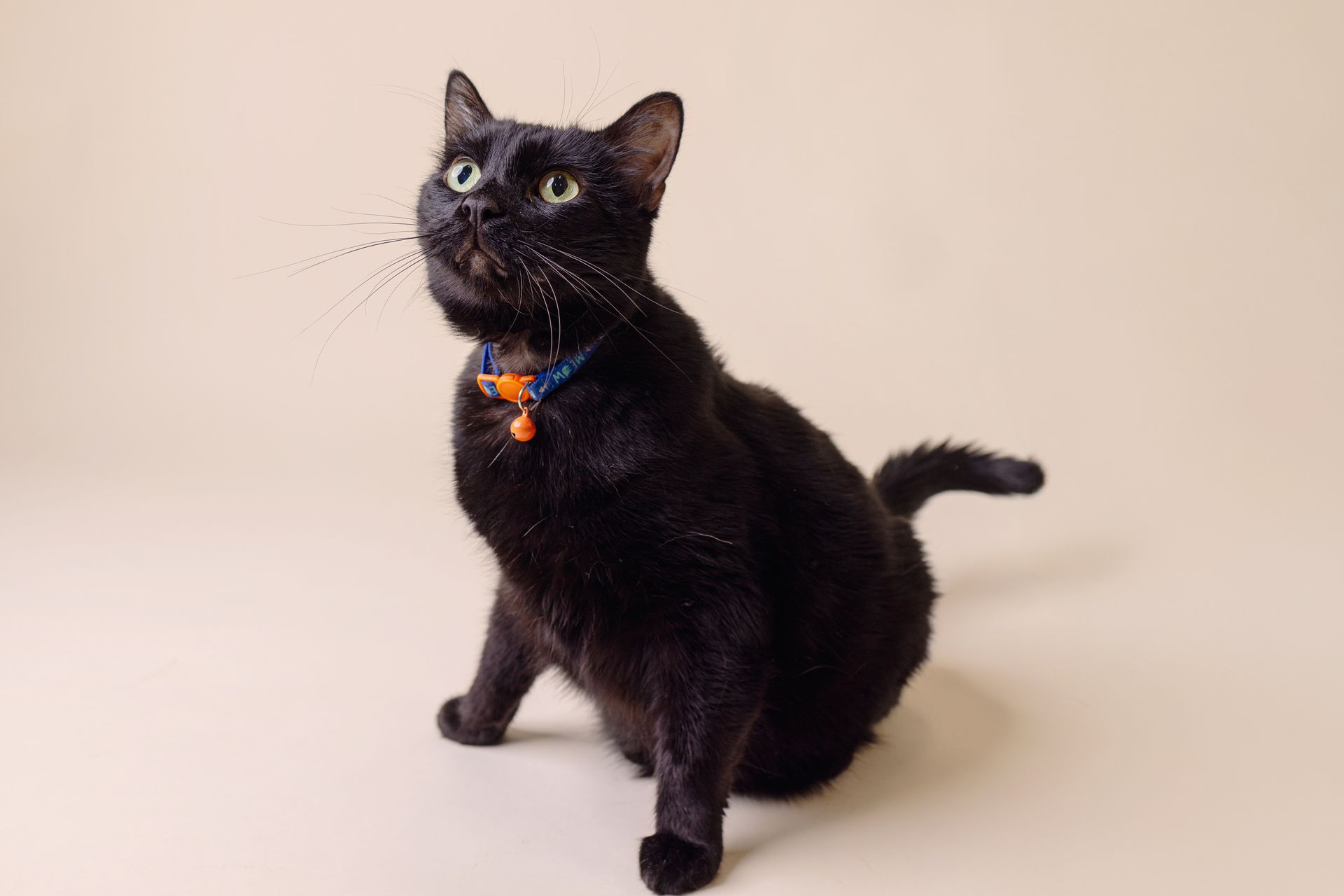 wiggles professional picture