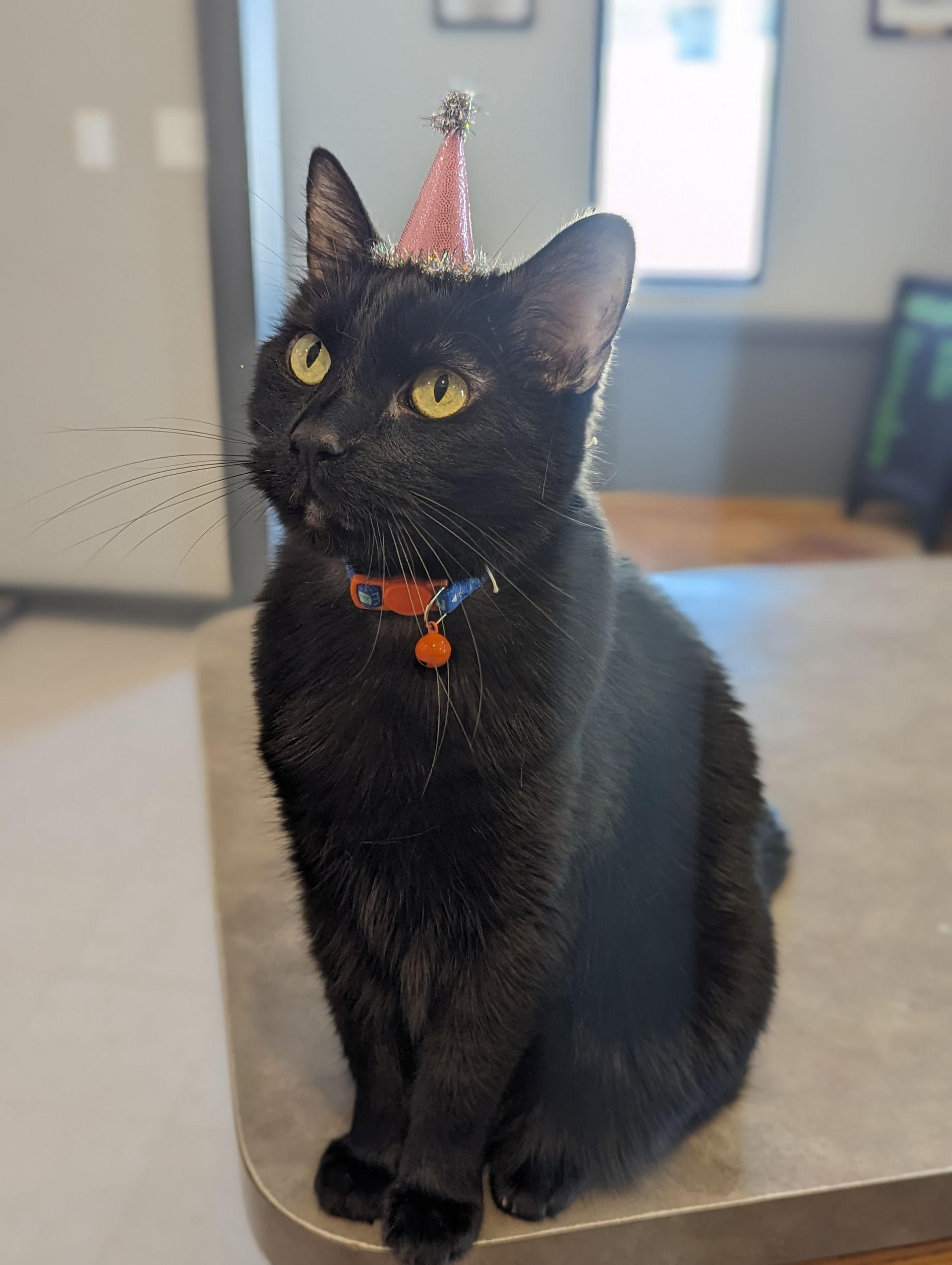 Wiggles in a party hat