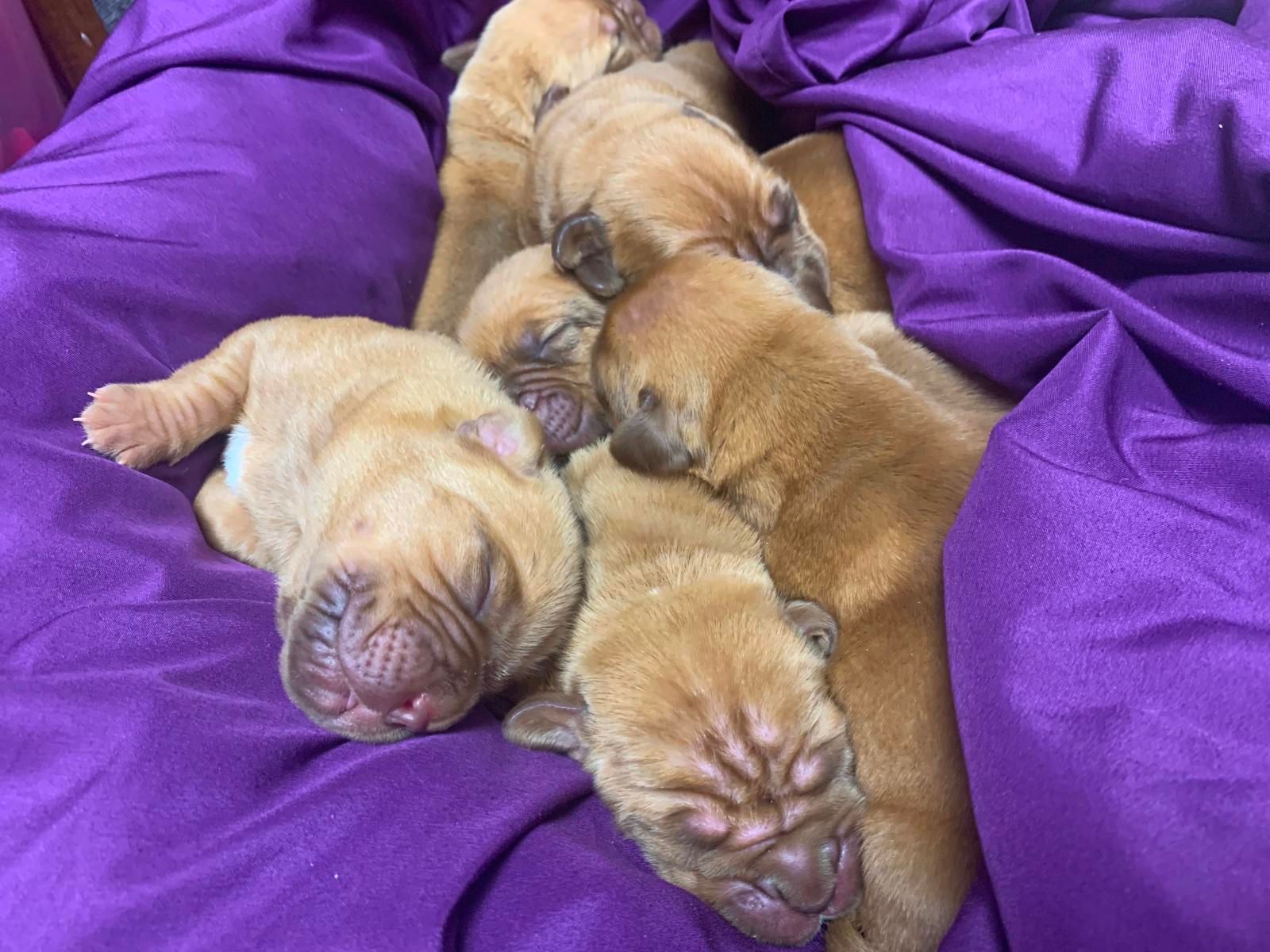 AAH breeding services puppies