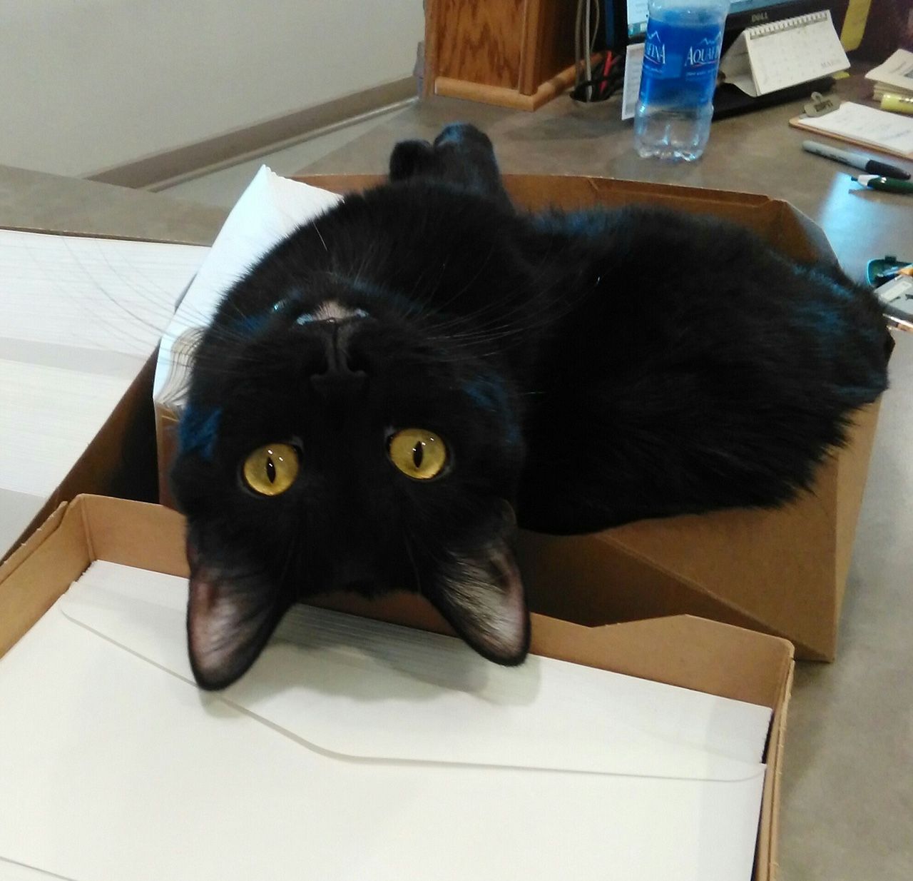 Wiggles looking upside down in a box